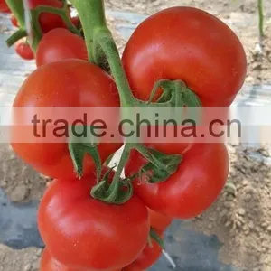 Hybrid Tomato Seeds From China TY Resistance Big Firm Fruits-6800 thumbnail-2