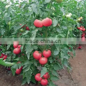 2016 High Quality High Yield Tomato Seeds for Growing- Tian Rui No.3 thumbnail-4
