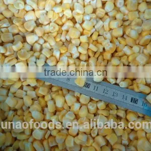 Nourishing Fresh Sweet Corn for Human thumbnail-2
