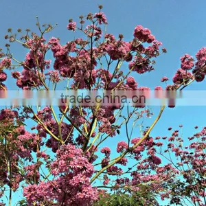 Tabebuia Pentaphylla thumbnail-3