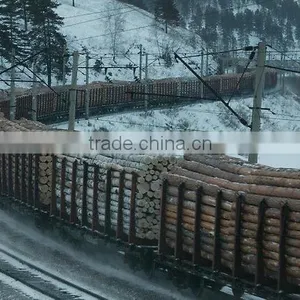 Wood Round Logs /Timber Log / Sawlogs / RUSSIAN ORIGIN thumbnail-1