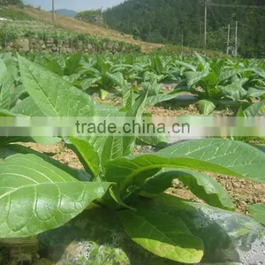 Chitosan Organic Tobacco Fertilizer thumbnail-1