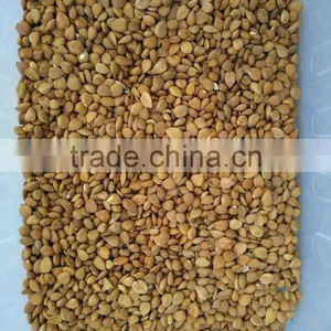 High Capacity Almond Color Sorter Machine in China thumbnail-6