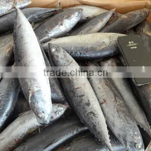 China Fresh Frozen Bonito Whole Round thumbnail-1