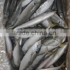 Frozen Horse Mackerel thumbnail-2