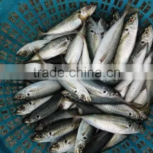 Frozen Hot Sale W/R Horse Mackerel Fresh thumbnail-3