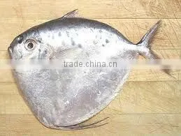 Moonfish thumbnail-3