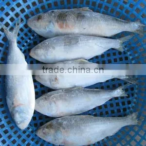 Frozen Sardine Fish/ Shad Fish/ Frozen Sardine Fish Size 4/6 thumbnail-2