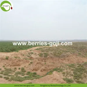Factory For Sale Dried Conventional Goji Berry thumbnail-3