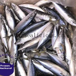Ocean Fish Pacific Mackerel Chub Mackerel Whole Round thumbnail-1