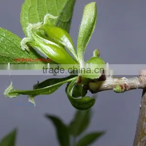 Eucommia Bark Extract thumbnail-1
