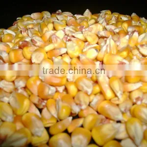 Yellow Corn /maize thumbnail-1