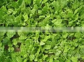 Agricultural Anti-bird Net thumbnail-1