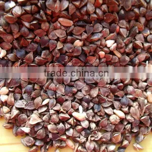 High Quality Hot Sale Black Bitter Buckwheat for Tea (Fagopyrum Esculentum) thumbnail-1