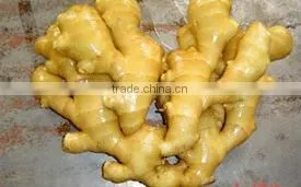 Ginger thumbnail-1