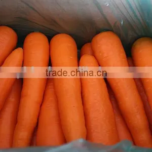 Supplier Bulk Carrot Sale Carrot Price thumbnail-3