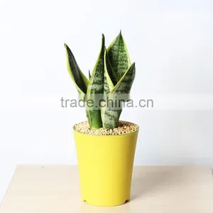 Mini Sansevieria for Desk to Keep the Computer Radiation thumbnail-1