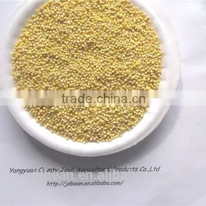 500g Vacuum Packing Organic Hulled Glutinous Yellow Millet Hot Sale for Supermarket thumbnail-2