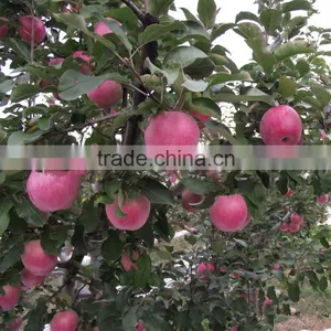 Fresh Chinese Qinguan Apple for Export thumbnail-5