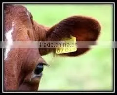 Remote Control TPU RFID Animal Ear Tag for Cattle/pig/sheep thumbnail-1