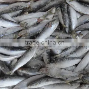 Frozen Sardine for Tuna Bait thumbnail-1