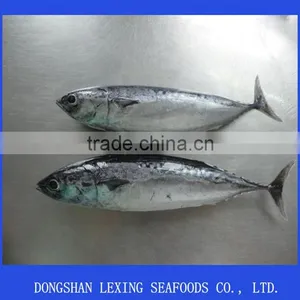Frozen Bonito thumbnail-2