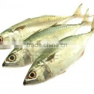 Indian Mackerel, Vietnam Indian Mackerel Whole Around thumbnail-1