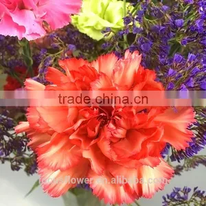 Unique Fresh Cut Flowers Colombia Carnations Wholesale for Parties thumbnail-5