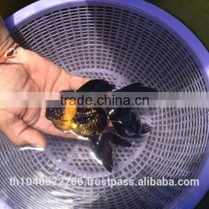 Live Tropical Gold Fish thumbnail-4