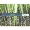Sell M741 Wooden Handle Machete Cane Knives thumbnail-1
