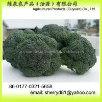 Fresh Broccoli thumbnail-1