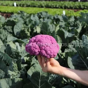 Wholesale High Quality Hybrid Seeds for Purple Cauliflower thumbnail-5
