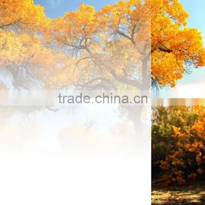 White Gradation Window Glass Pet Film Rolls thumbnail-5