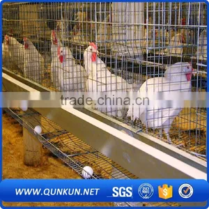 Commercial Chicken House Sale for Layers thumbnail-6