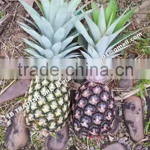 Fresh Pineapples thumbnail-2
