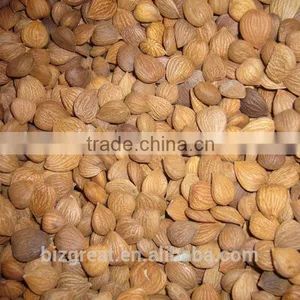 China Origin Bitter Apricot Kernels With for Sales thumbnail-1