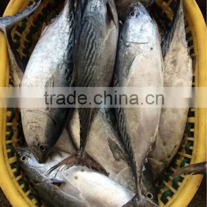 750g+ Frozen Whole Bonito Newly Caught in China thumbnail-1