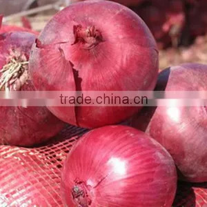 Chinese Lowest Price Fresh Red Onion thumbnail-2