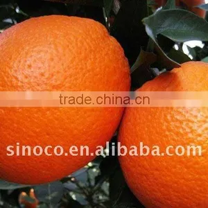 Citrus Orange thumbnail-1