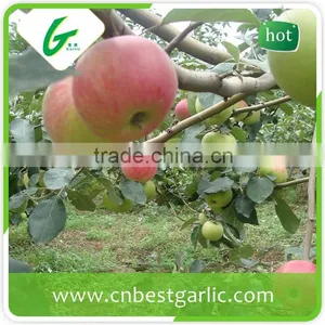 Red Chief Royal Gala Apple in Competitive Prices thumbnail-2