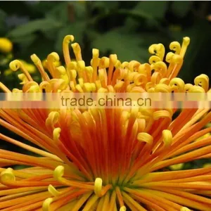 Chrysanthemum Seeds For Growing thumbnail-1