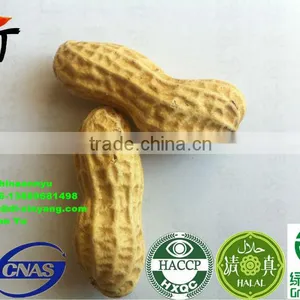High Quality Roasted Peanut in Shell thumbnail-2