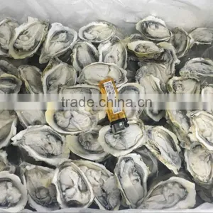 Frozen Oyster Half Shell thumbnail-1