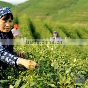 White Tea Mixed With Collagen, Herbal Tea thumbnail-2