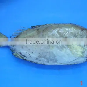 RabbitFish Whole Round thumbnail-1