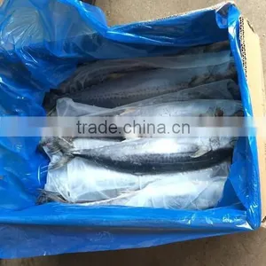 Frozen Spanish Mackerel Whole Round IQF thumbnail-1