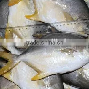 Pomfret Frozen Fish Price thumbnail-1