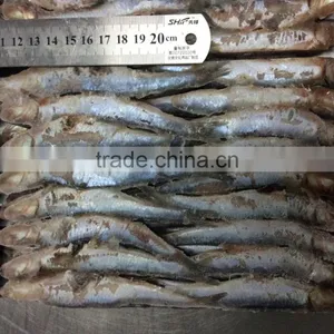 New Landing Sea Frozen Anchovy thumbnail-6