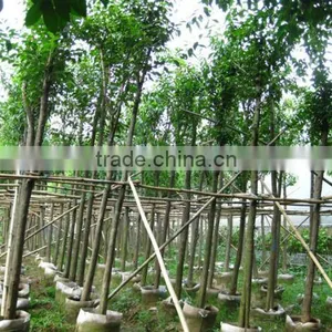 Ligustrum Lucidum ( Cold Hardy Tree) for Cold Climate thumbnail-1