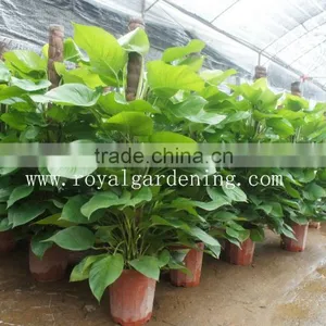Epipremnum Aureum (Pothos,Silver Vine, Money Plant) thumbnail-1